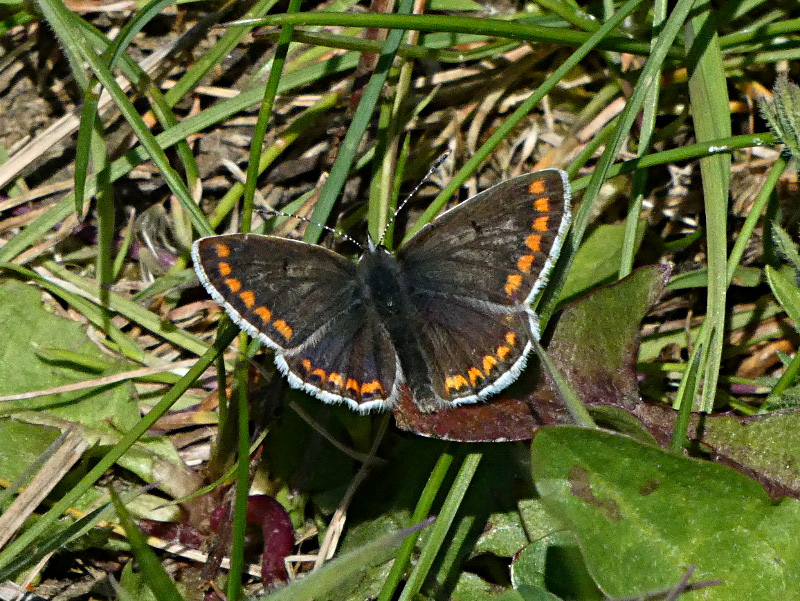 Brown Argus Shackledell 6 May Brown Argus Shackledell 6 May